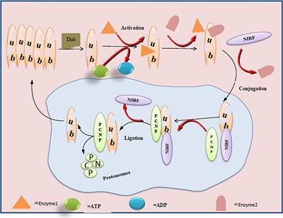 Biology of PEST‐Containing Nuclear Protein: A Potential Molecular Target for Cancer Research